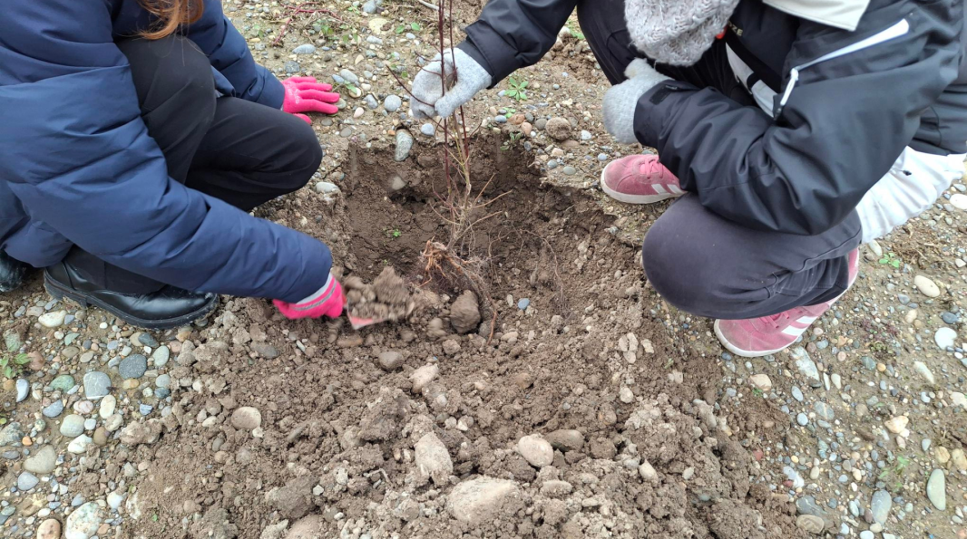 Les enfants plantent les arbustes