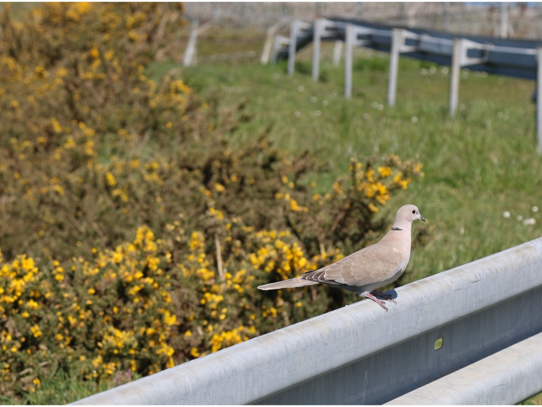 photo  biodiversité.jpg