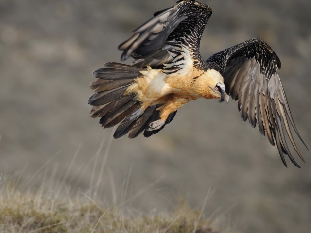 Gypaète barbu des Pyréenées