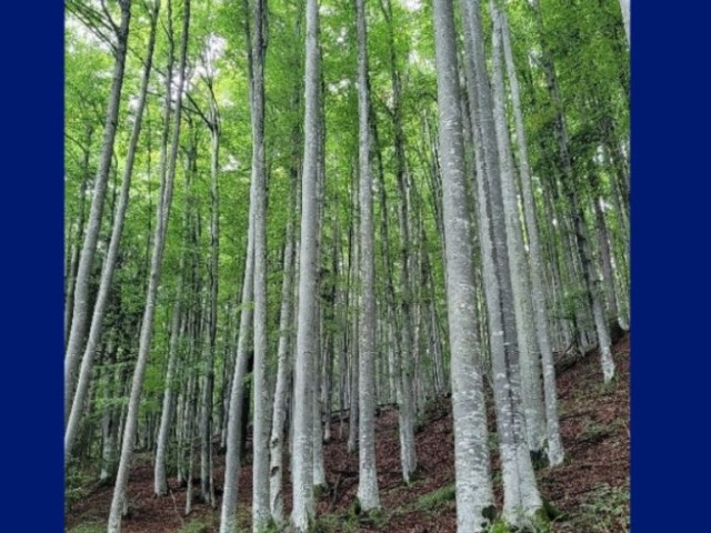 Des arbres